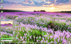 浪漫薰衣草花园Win7主题