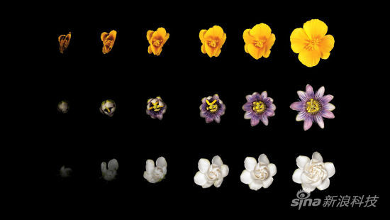 Apple Watch揭秘：拍一朵花用了285小时 