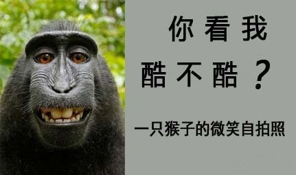 猴子自拍照有“知识产权” 英摄影师成被告